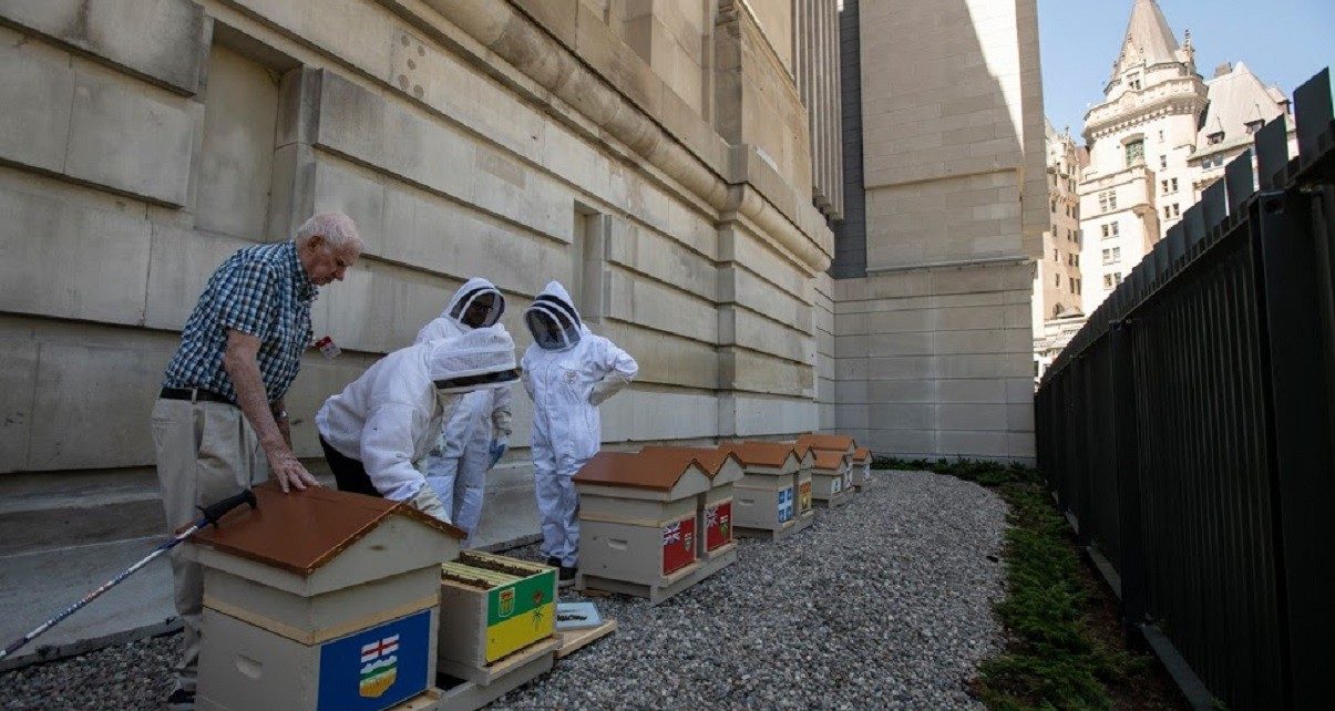 bees
