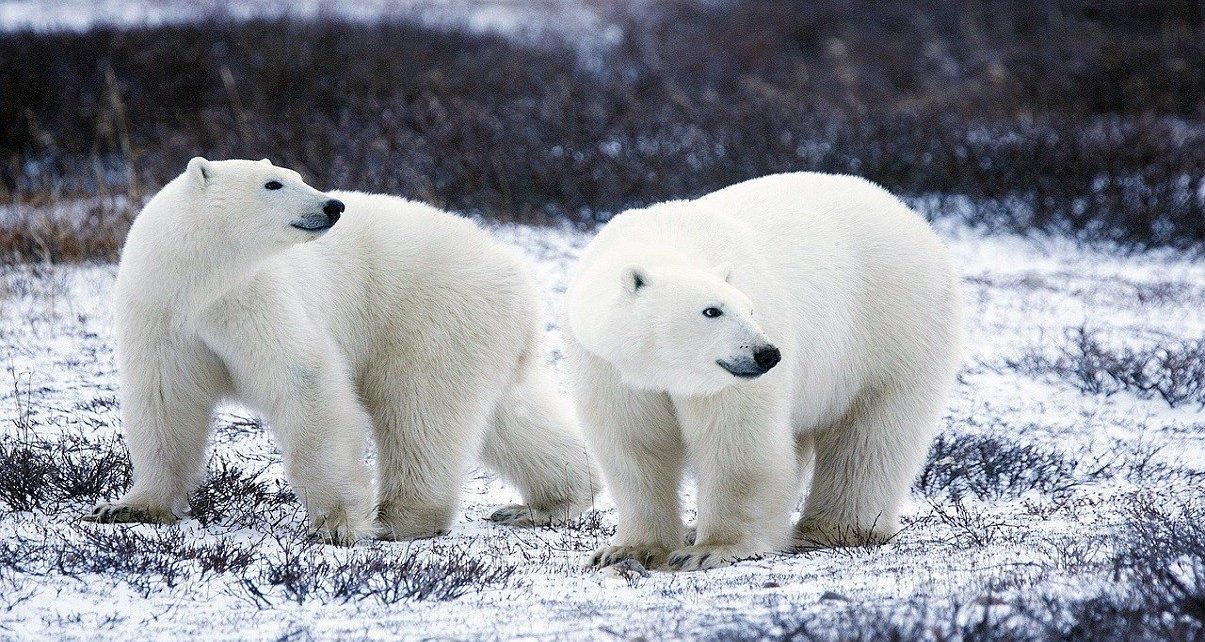 polar bears 1665367 1280