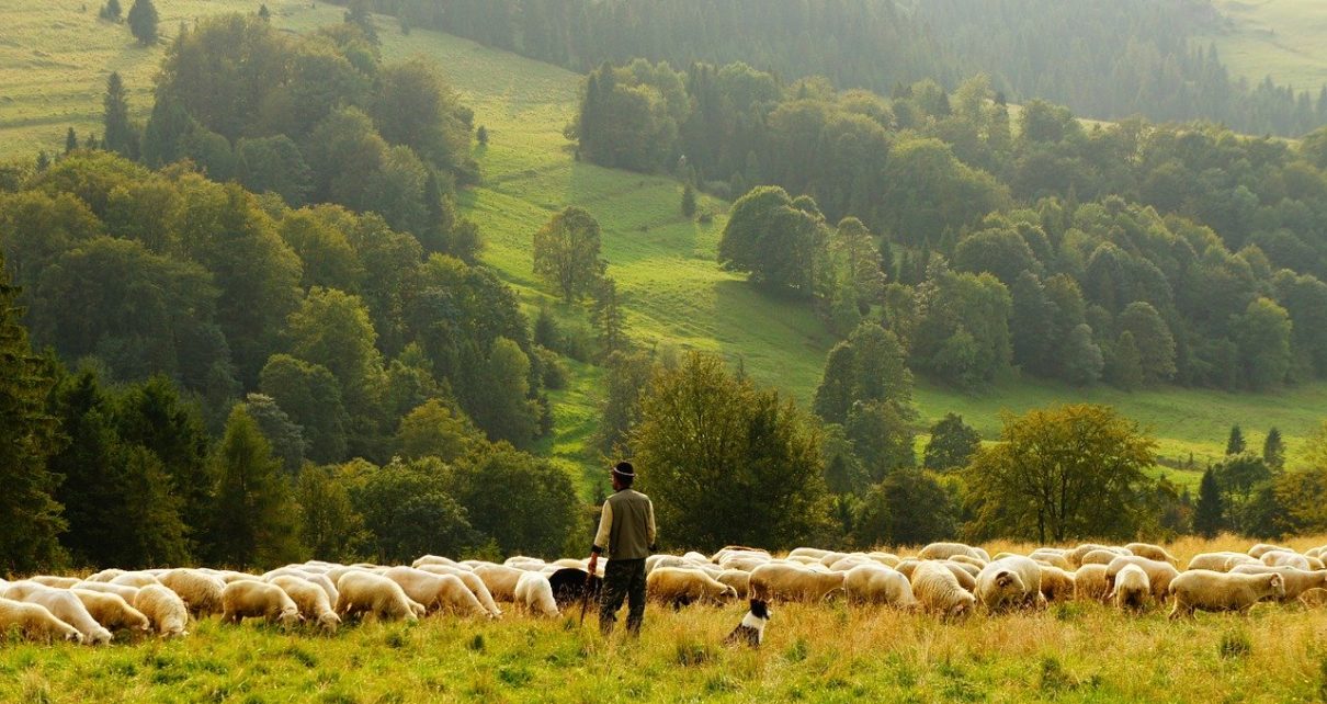 sheep 690198 1280