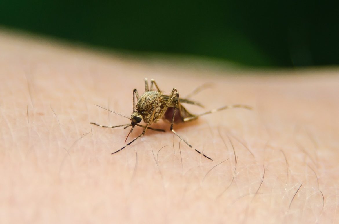 Africa Sets Ambitious Target To Combat Malaria In 2020