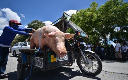 Philippine Government Delivers 1,000 Hogs To Help Residents