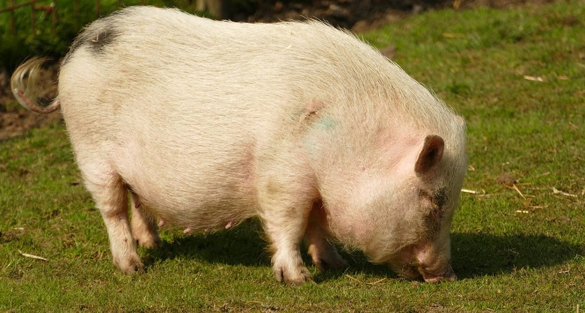 Philippine Government Delivers 1,000 Hogs To Help Residents