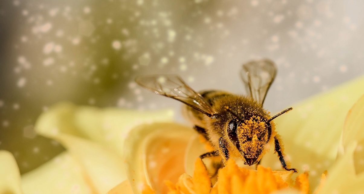 Bee-lieve it: B.C. celebrates the Day of the Honey Bee