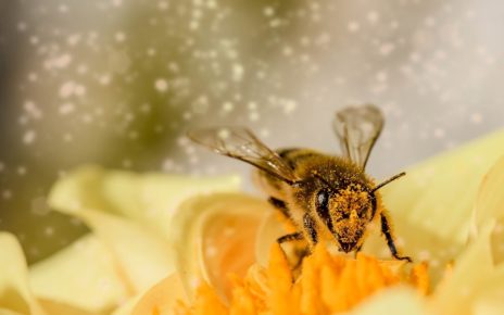 Bee-lieve it: B.C. celebrates the Day of the Honey Bee