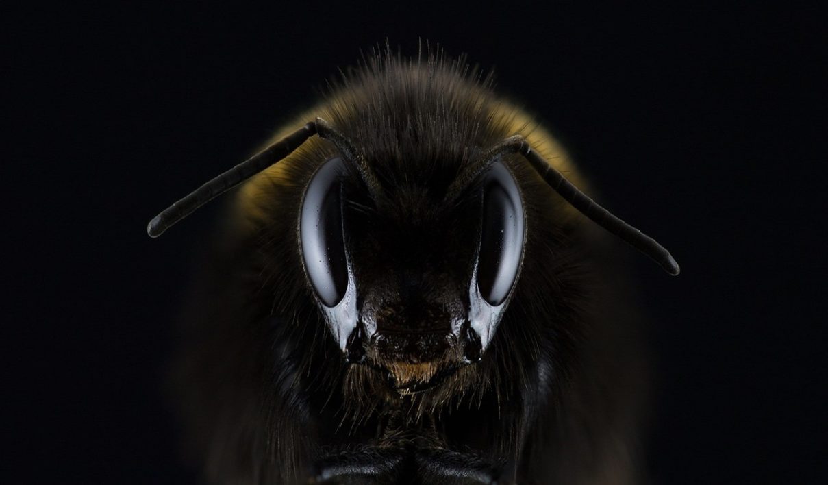 Bee-lieve it: B.C. celebrates the Day of the Honey Bee