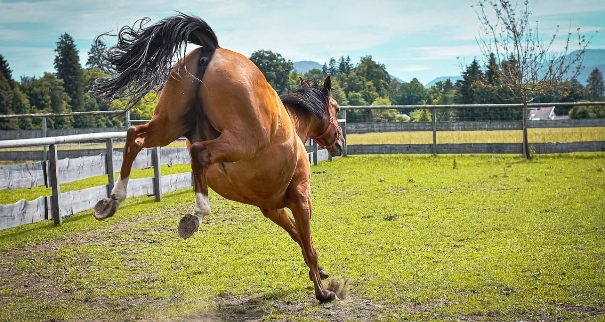 UK has a problem with runaway horses and bad owners