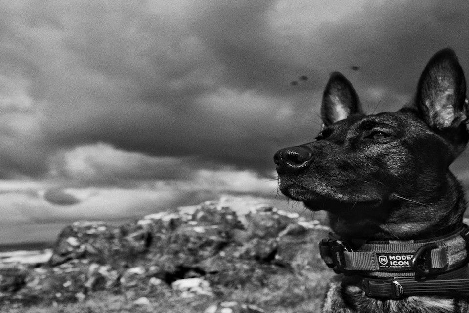 UK military dog Kuno to be the 72nd recipient of the PDSA Dickin Medal after tackling Al Qaeda insurgents