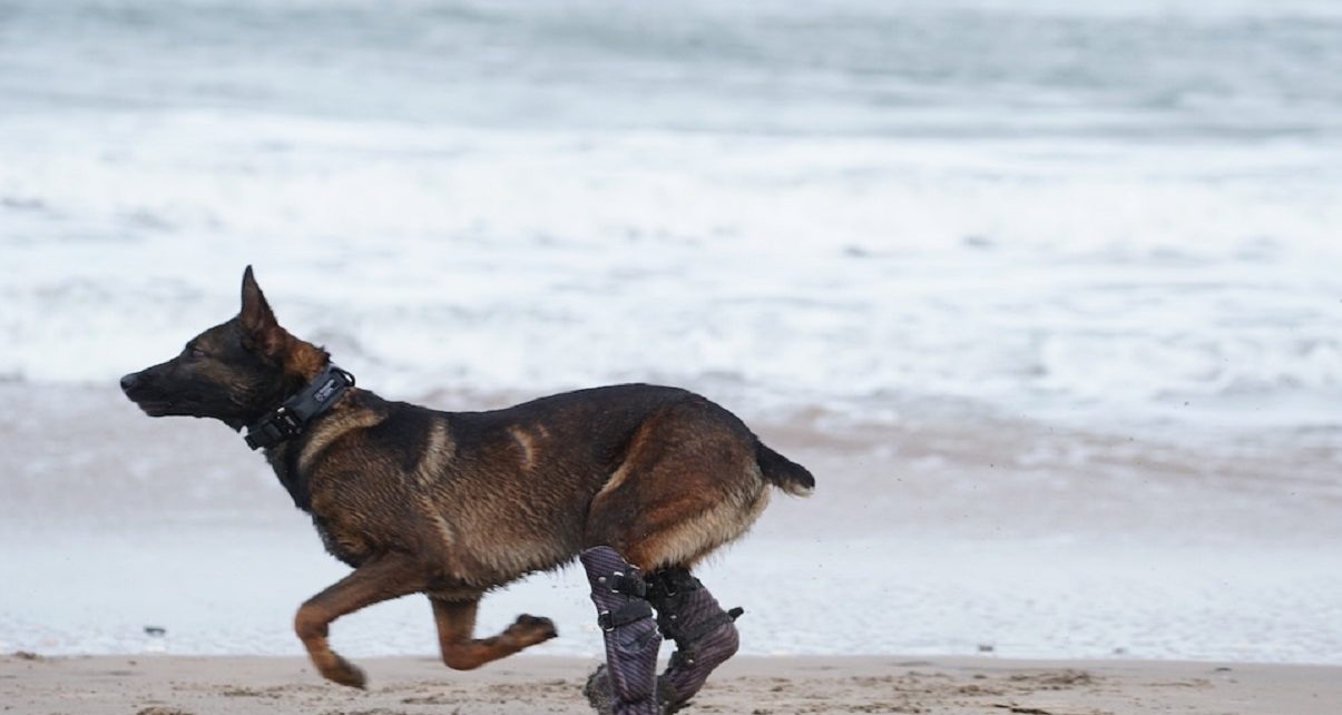 UK military dog Kuno to be the 72nd recipient of the PDSA Dickin Medal after tackling Al Qaeda insurgents