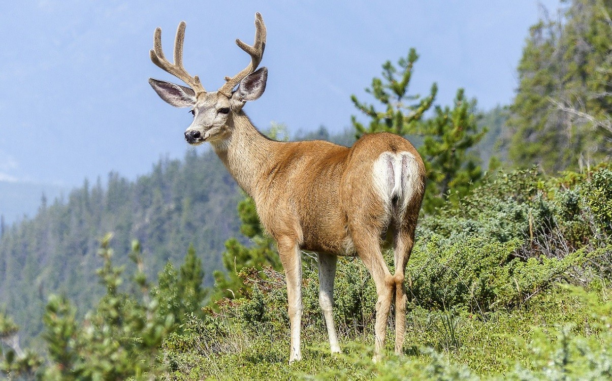 50,000 km2  in Seal River Manitoba to become Protected Indigenous land