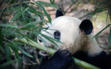 Prime Minister Trudeau to lead WWF virtual summit on Biodiversity