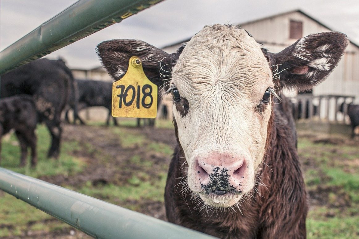 U of A Animal health research get a $3.44M funding injection