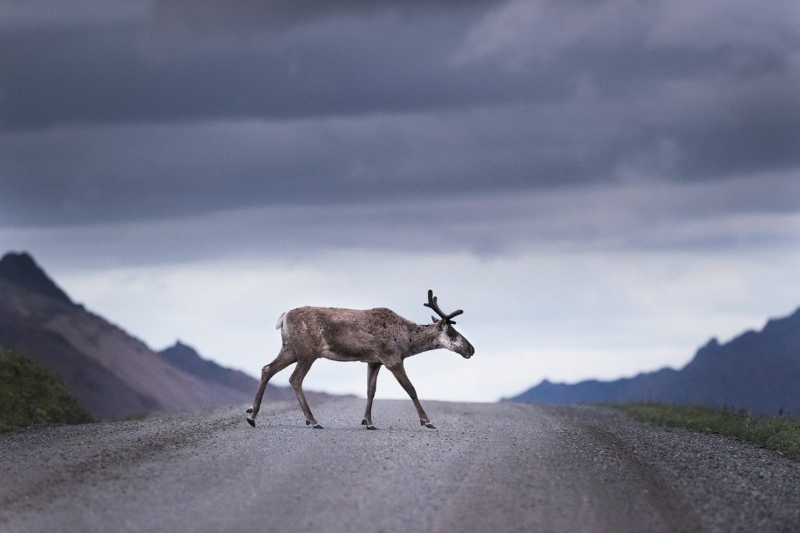 Canada and Alberta Reach Deal to Protect Endangered Caribous