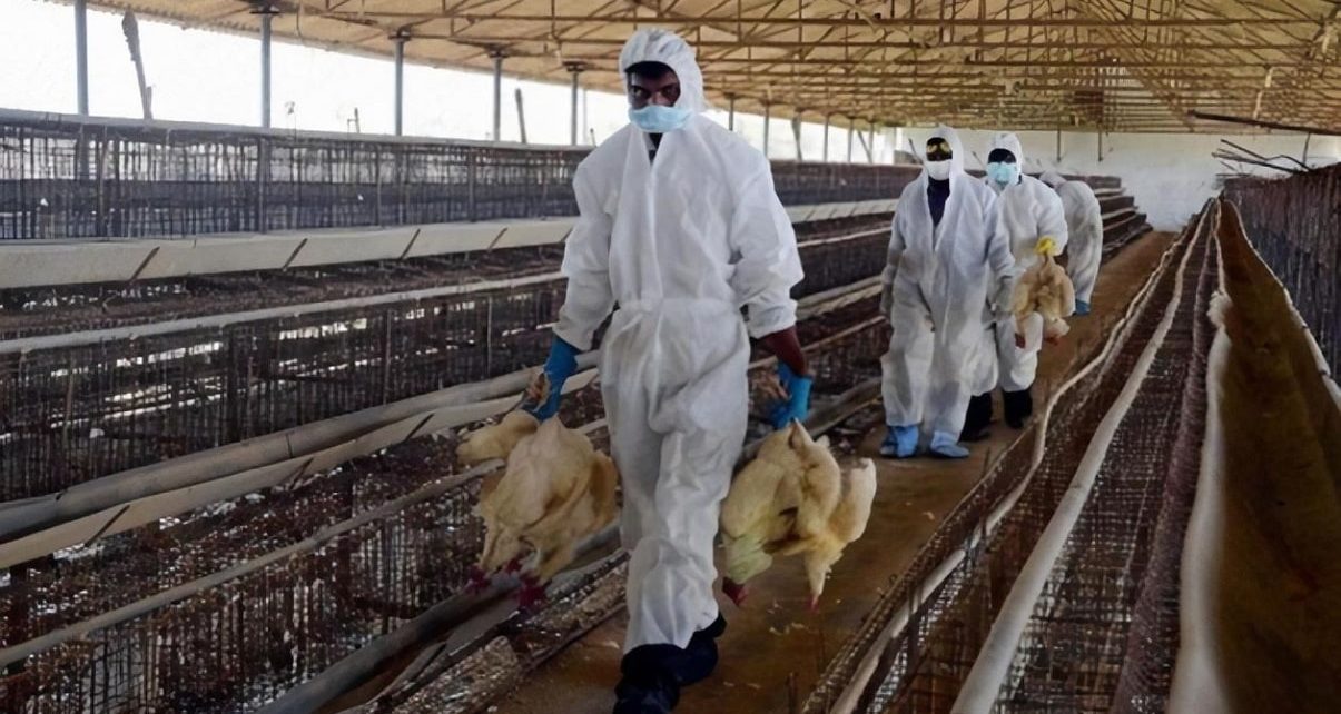 UK Confirms First Case of H5N8 Strain of The Avian Flu