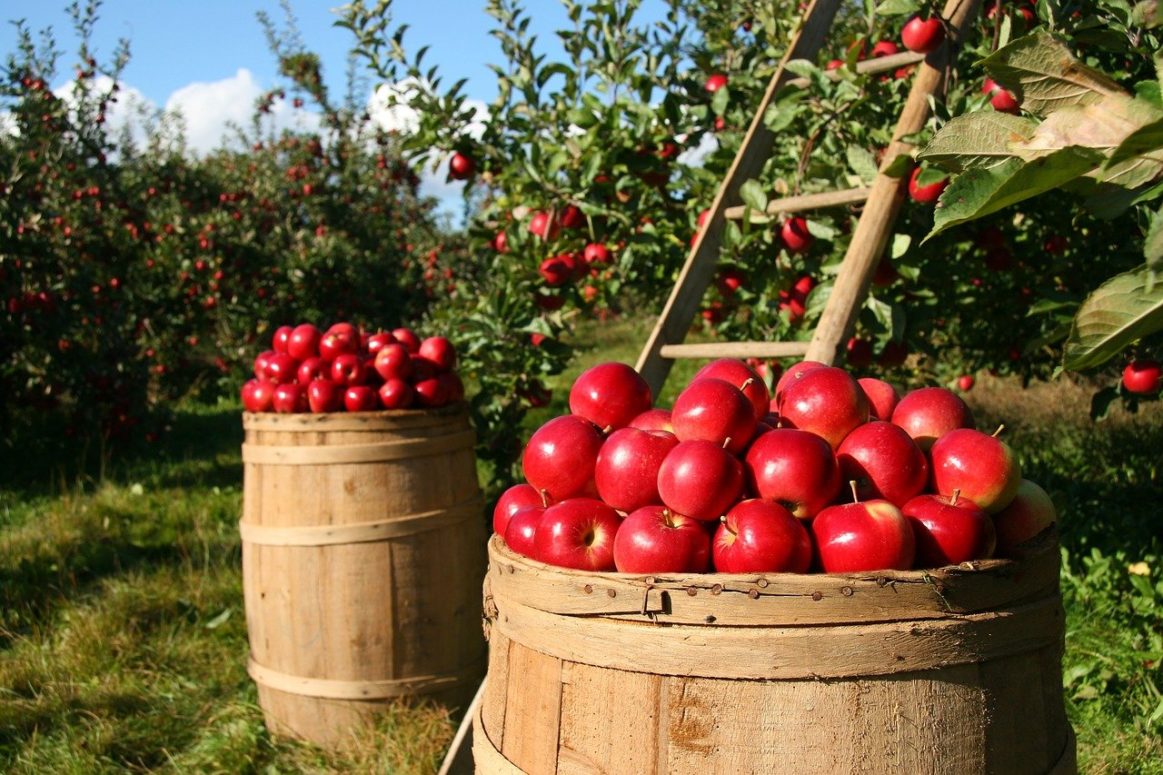 $7.5 million From Feds To Protect Quebec Farm Workers During COVID-19