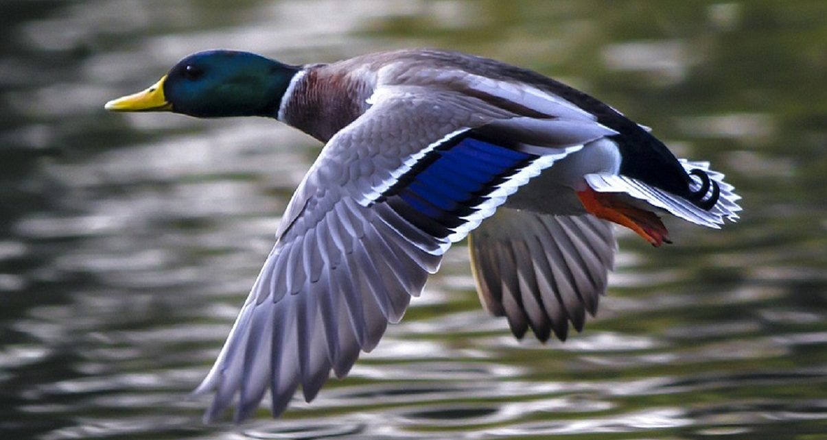 Ford Government Commits $30 Million To Protect Ontario Wetlands