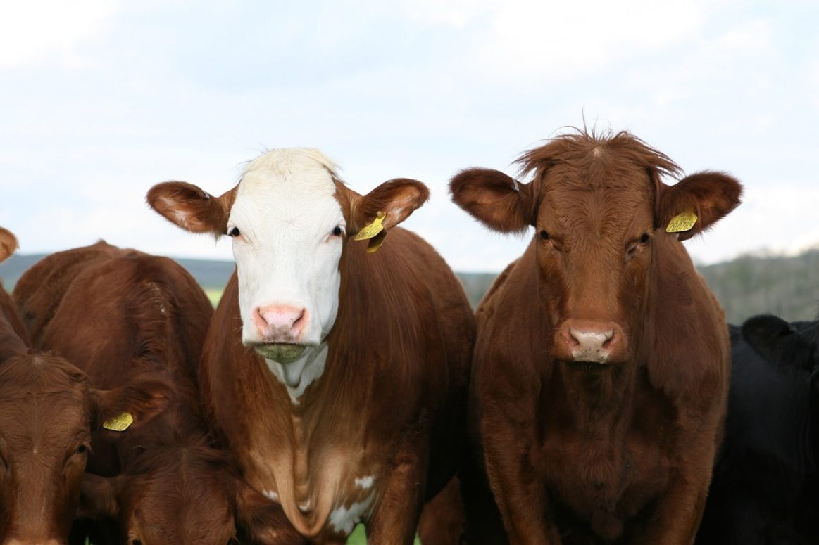 Mandatory Animal ID Coming To B.C Farmers