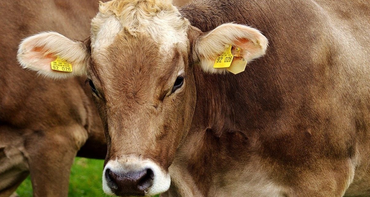 Mandatory Animal ID Coming To B.C Farmers