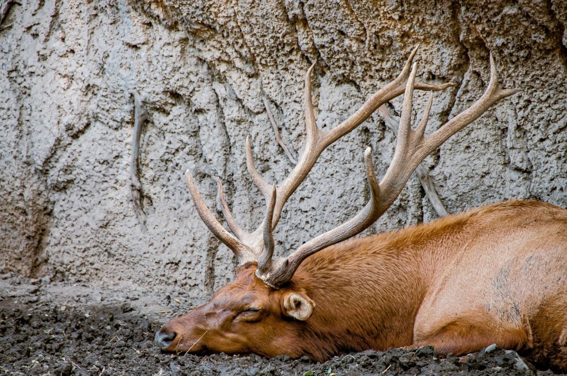 4 Ontario Men Receive 15-Year Hunting Licence Suspension