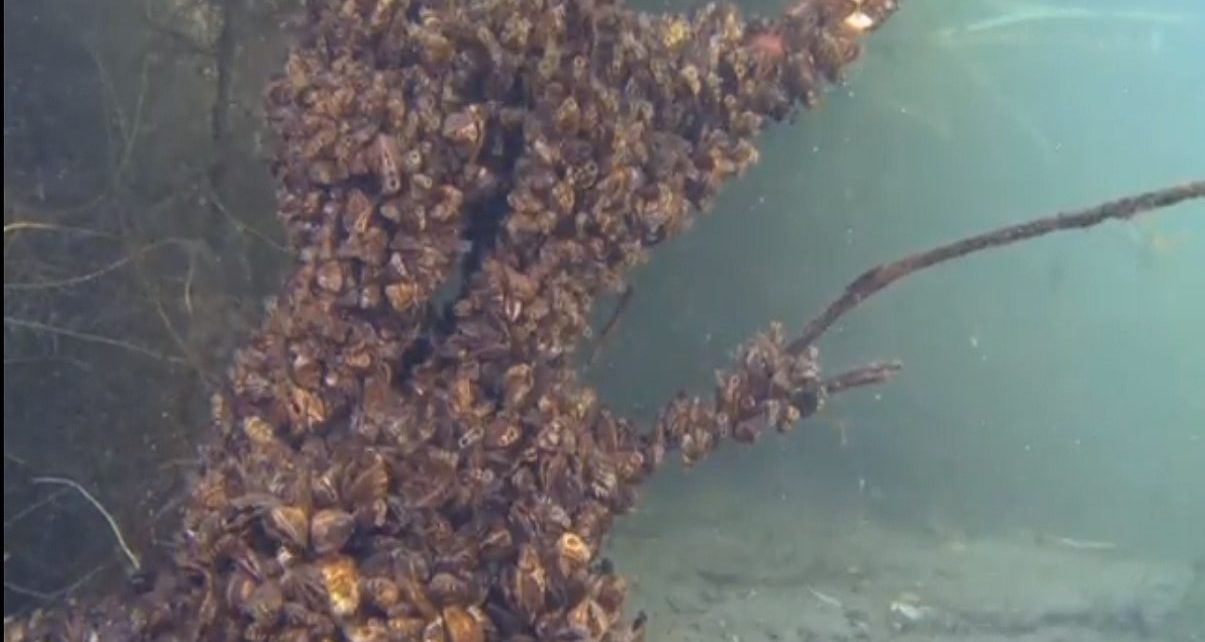 Saskatchewan Gets All Clear For Invasive Zebra Mussels 768 Saskatchewan Gets All Clear For Invasive Zebra Mussels