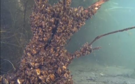 Saskatchewan Gets All Clear For Invasive Zebra Mussels