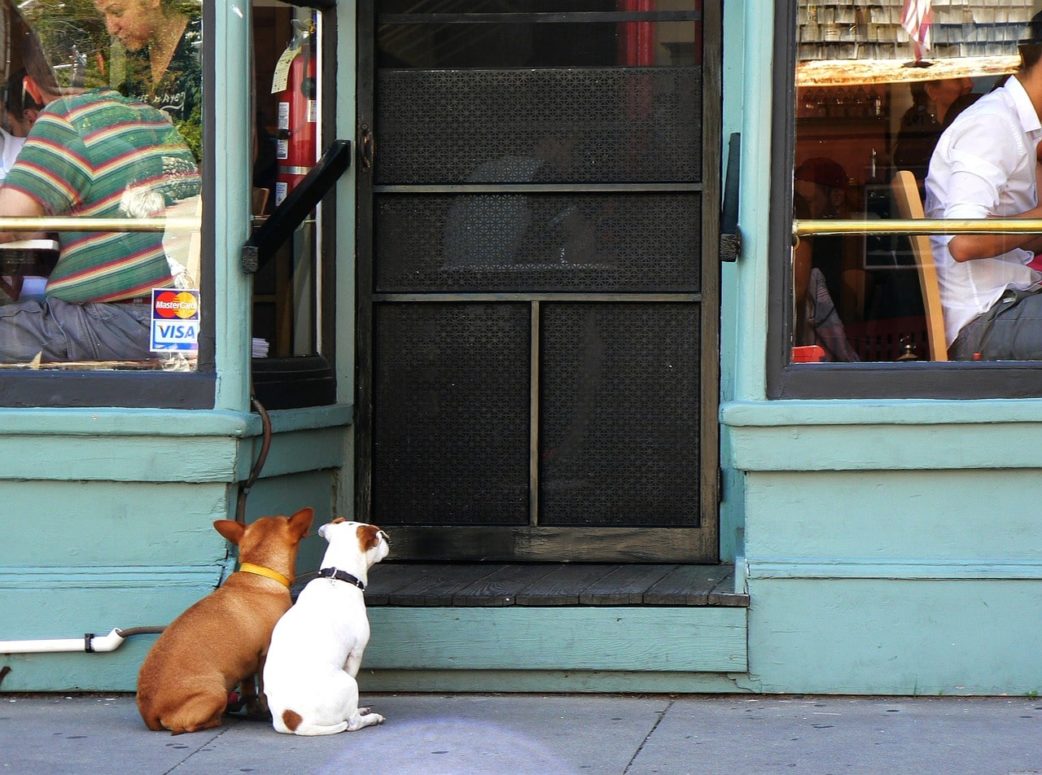 Dogs Now Allowed On Restaurant Patios, Sidewalk Cafes In This Province