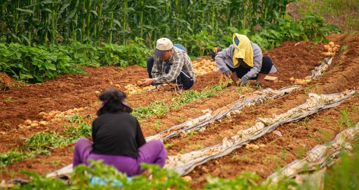Temporary Foreign Workers (TFWS), Key To Canada's Food Security 643 Temporary Foreign Workers (TFWS), Key To Canada's Food Security