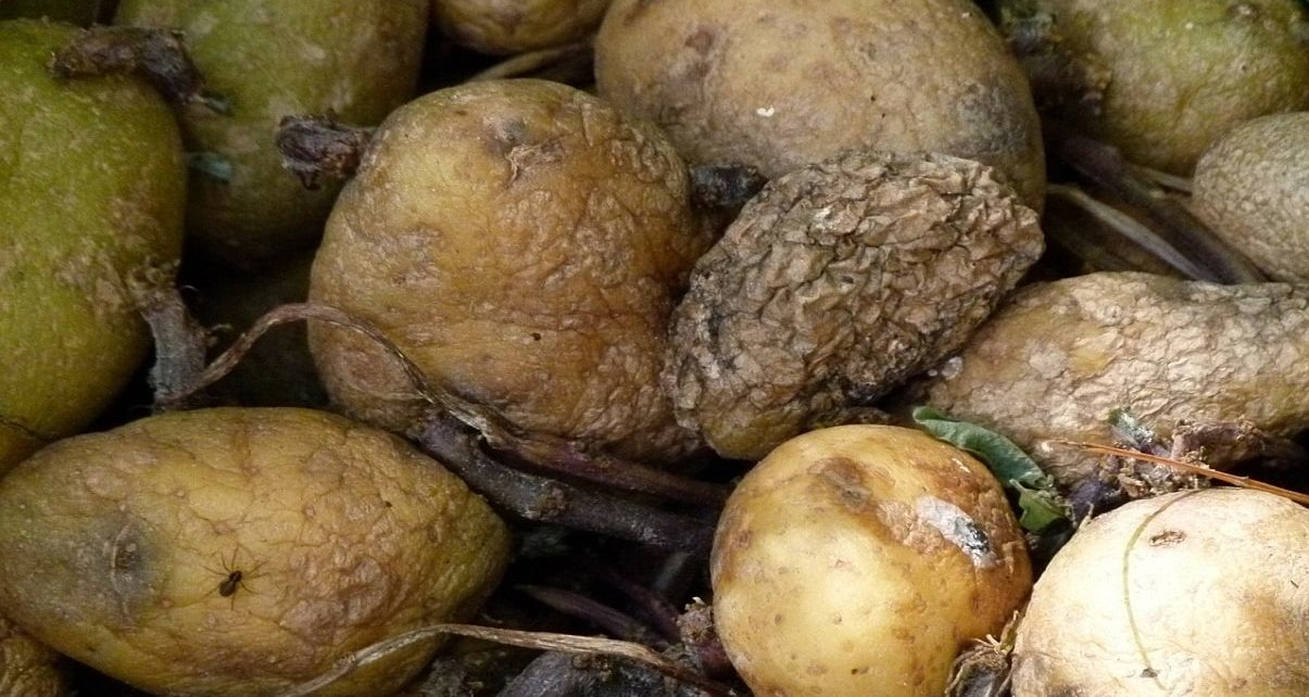 The Town of Petawawa is Turns Food Waste Into Clean Energy 693 The Town of Petawawa is Turns Food Waste Into Clean Energy