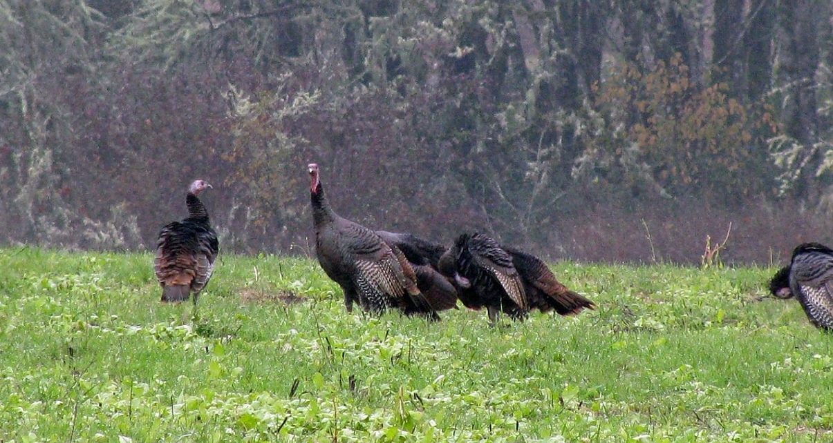 Turkey Hunting Season A First In New Brunswick