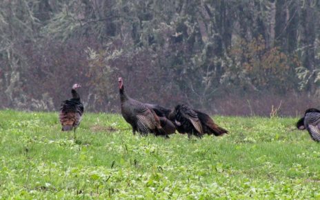 Turkey Hunting Season A First In New Brunswick