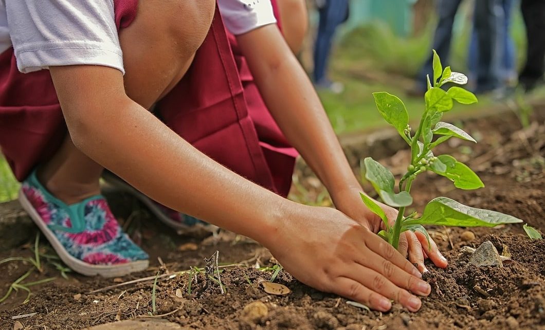 Canada Commits To Planting 2 Billion Trees By 2050