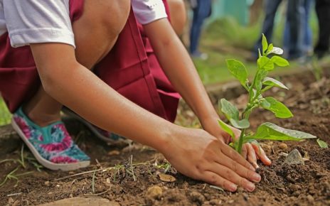 Canada Commits To Planting 2 Billion Trees By 2050