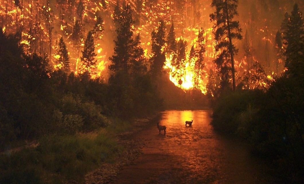 Wildfires Are A Result Of Climate Change & Global Warming