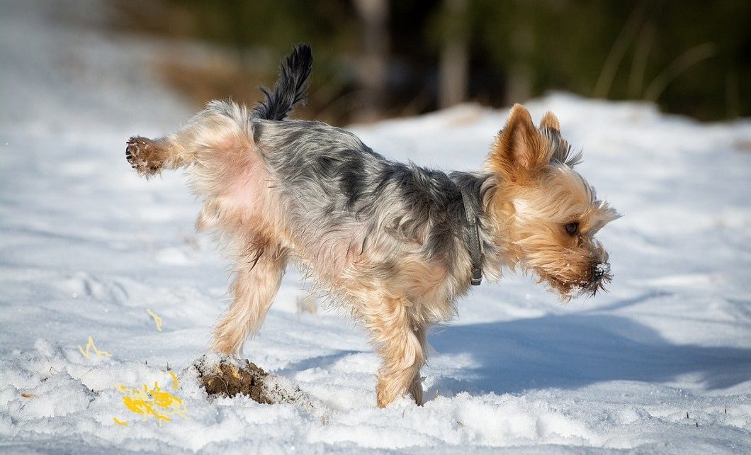 Several Canadian Provinces get their first snowfall of the season