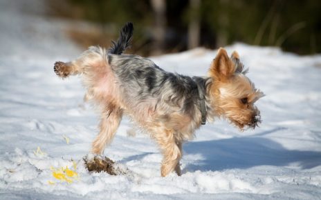 Several Canadian Provinces get their first snowfall of the season