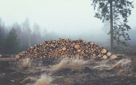 100 World Leaders At Cop26 Commit End Deforestation By 2030