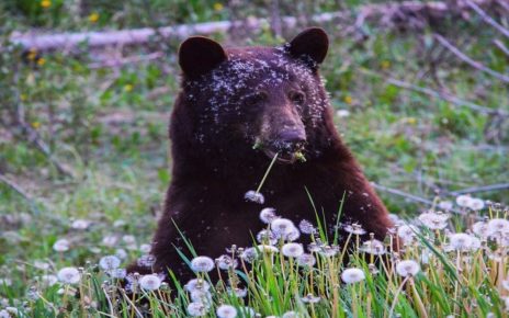 Canadians Donate $1 Billion In Land To Protect Wildlife Habitat