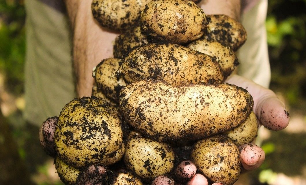 Federal Government Invests $600,000 Into New PEI Potato Markets