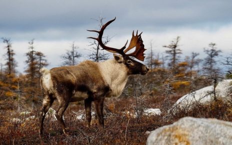 Illegal Caribou Harvesting Investigations Launched In Labrador