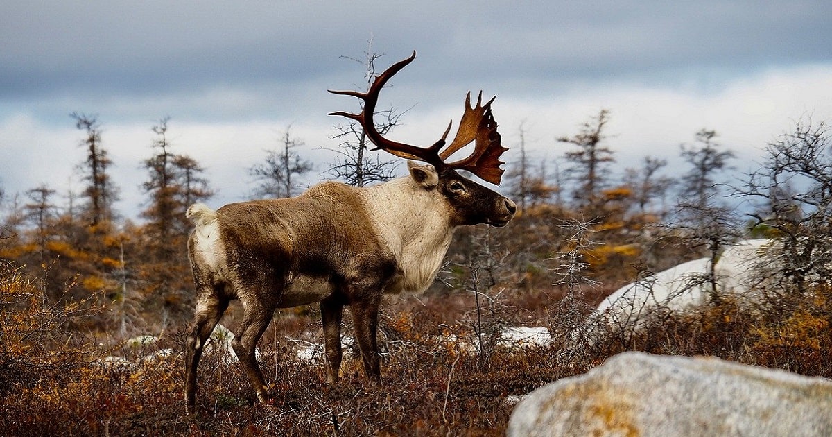 Illegal Caribou Harvesting Investigations Launched In Labrador