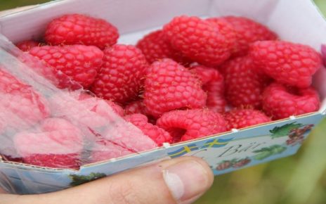 B.C Governments Invests $300,000 Into Raspberry Replant Program