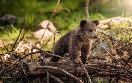Quebec Allocates $3 Million To Preserve Quebec Wildlife