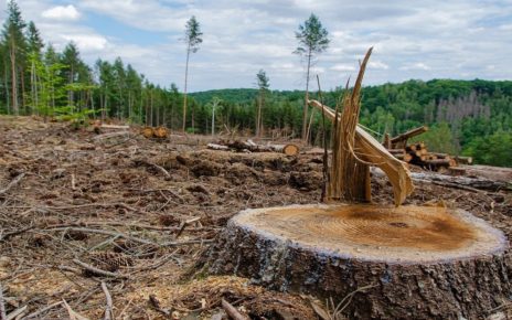 Quebec Injects $75 Million Into Forest Industry