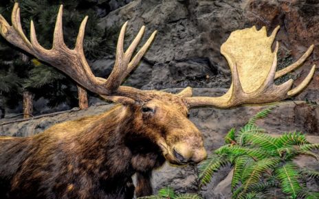 MKO Demands "Top Priority" for First Nation Food Hunt