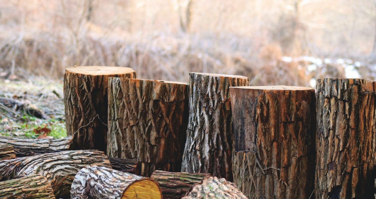 Dos And Don'ts of Fall Landscaping 2 pexels khari hayden 923167 bc3aa2b9