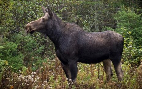 Why Do Moose Shed Their Antlers?