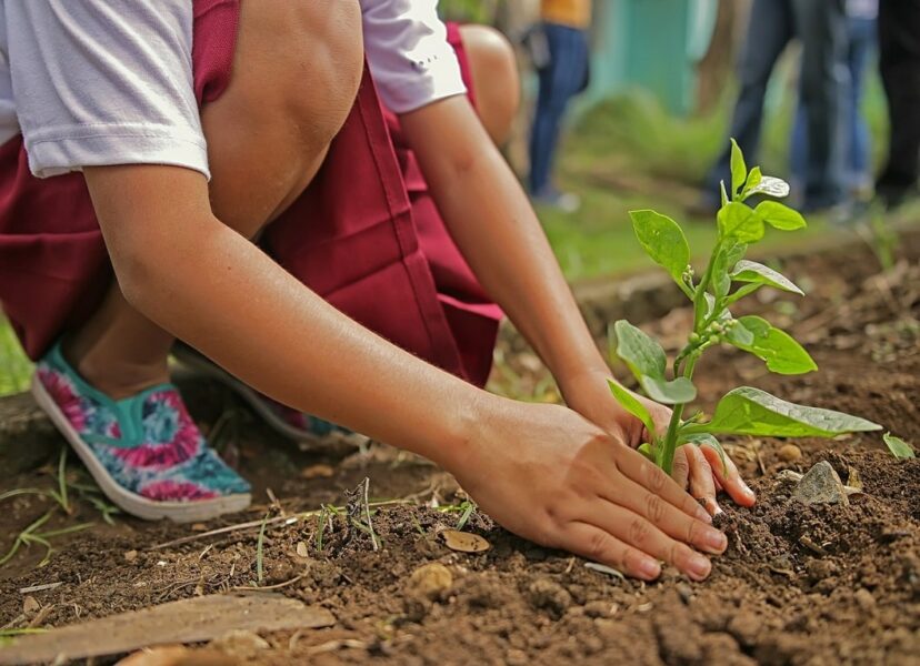 Canada And The Yukon Sign Agreement To Planting 2 Billion Trees Nationally