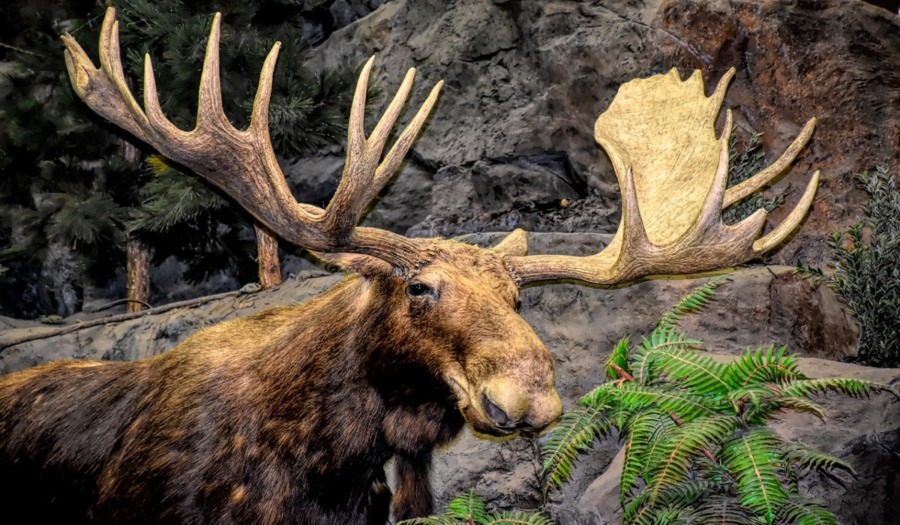 Hunting Fever Strikes: New Brunswick's Moose-t Awaited Season Kicksoff