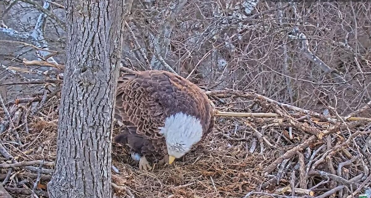 Lovebirds! Eagles Lay First and Second Eggs Together 1600 GGVW3yjb0AAPWN2
