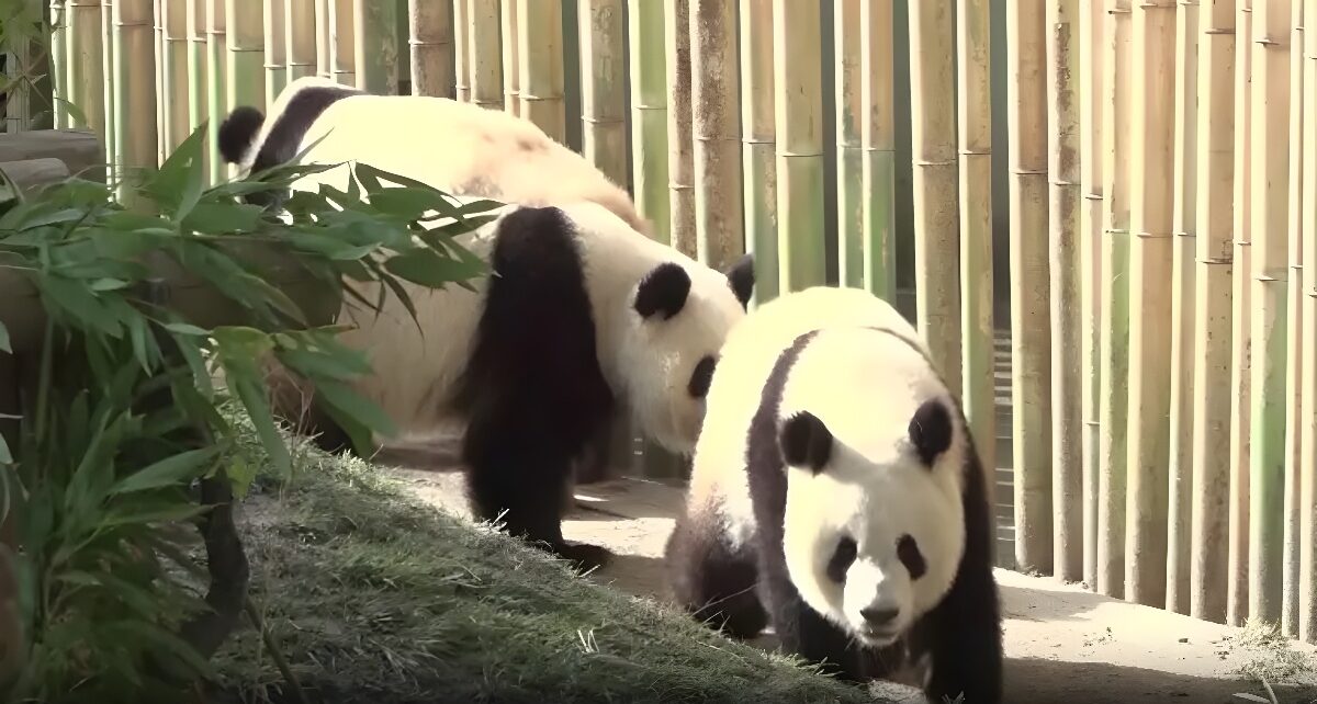 Madrid Bids Farewell to Beloved Panda Family as China-Spain Friendship Continues 1586 Panda China deblurred