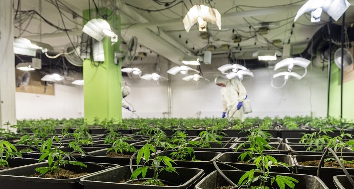 9 Arrested in €645 Million Juicy Fields Cannabis Ponzi Scheme 1359 cbd 7665243 1280
